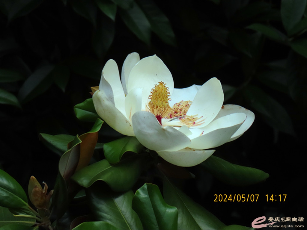 IMG_1062_.jpg