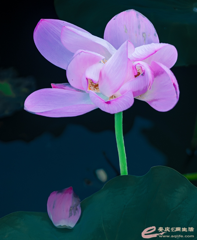 0U5A0071 �ɻ����� E.jpg